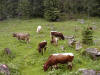...saftiges Grün für glückliche Kühe - Hirschau