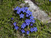 Blumen am Sarstein - Sarsteinalm