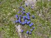 Blumen am Sarstein - Sarsteinalm