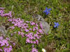 Blumen am Sarstein - Sarsteinalm