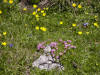 Blumen am Sarstein - Sarsteinalm
