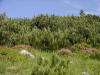 Blumen am Sarstein - Sarsteinalm