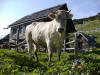 Tiere am Sarstein - die Tierwelt - Sarsteinalm