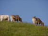 Tiere am Sarstein - die Tierwelt - Sarsteinalm